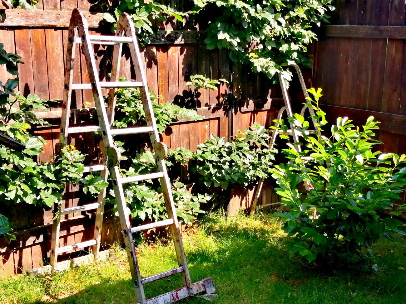 Drabina ogrodowa – jak wybrać model bezpieczny i wygodny do pracy w sadzie i przy domu?